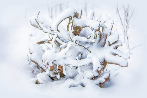 The texture of the branches covered in snow. Winter tree