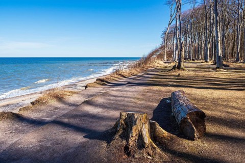 Ghost forest on the Baltic coast near Nienhagen