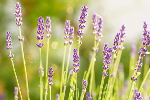 Closeup macro shot of scenic purple lavender flowers in the sunlight