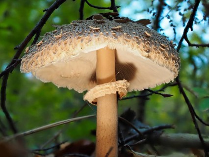 Mushroom Parasol mushroom (Macrolepiota procera), blurred background, North Rhine-Westphalia,