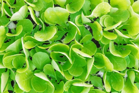 Lettuce seedlings, Green lettuce plants vegetable background. Lettuce farm