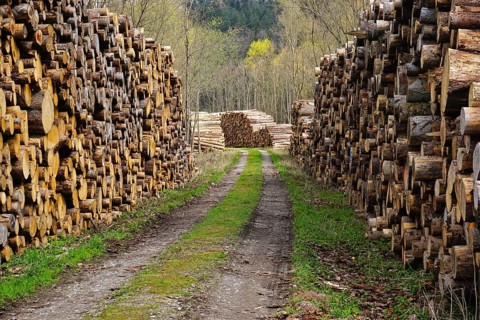 Wood storage yard, logging, woodcutting, forestry, wood pile, woodcutting, wood pile, woodyard