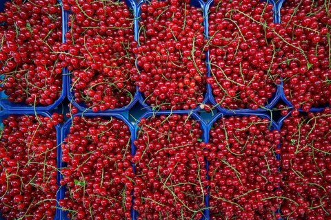 Red currant berries in market boxes pattern background