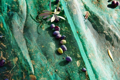 Olives texture in harvest with net at Mediterranean