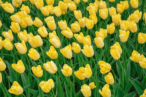 Flowerbed of tulips in the garden. Springtime in Netherlands Lisse, Netherlands