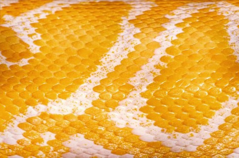Yellow Python Skin Background Daugavpils, Latvia, Europe