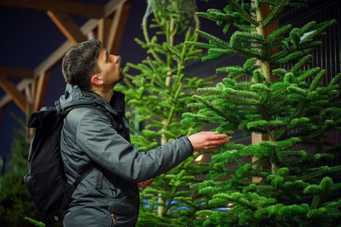 Found perfect Christmas tree bought at special planting place. Young adult man choosing a Christmas