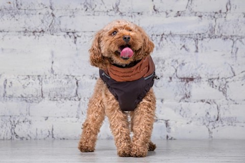 Small funny dog of brown colour with curly hair of toy poodle breed posing in clothes for dogs.