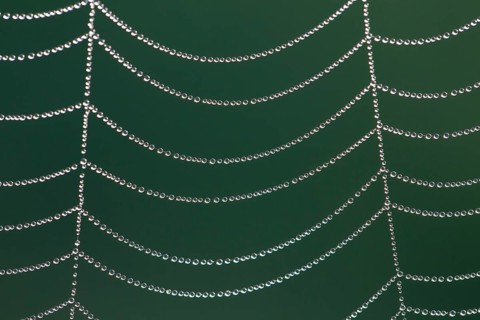 Spider web in morning dew, Spider web in morning dew
