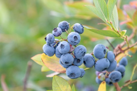 Blueberry (Vaccinium corymbosum 'Bluecrop'), Spargelhof Ponickau, Germany, Europe