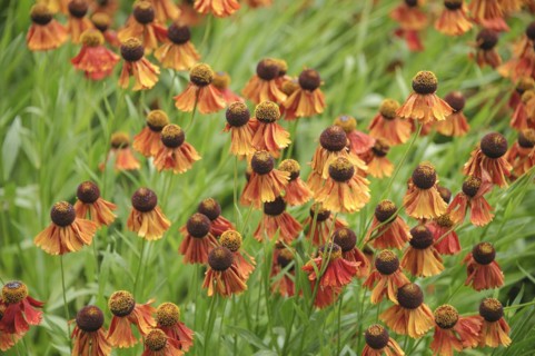 Sunflower (Helenium 'Flammenrad')