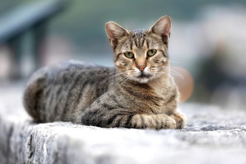 Cute stray cat looking at camera on a sidewalk in the Old Town of Kotor, Montenegro, Europe