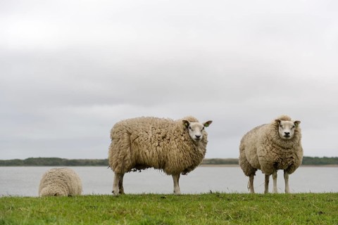 Texel sheep on dyke at Dutch wadden island