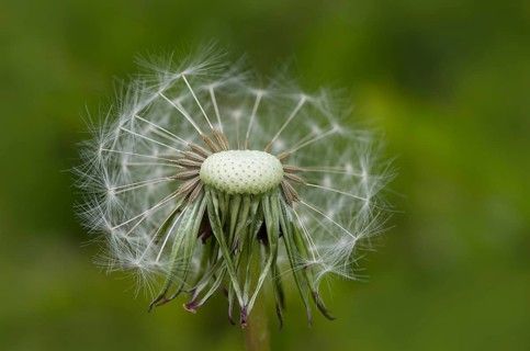 Dandelion dandelion