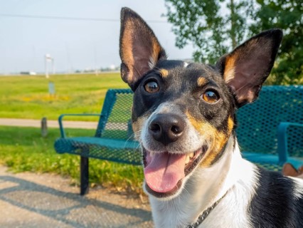 A toy fox terrier dog with short fur stands alert in a park next to a green bench. The dog appears