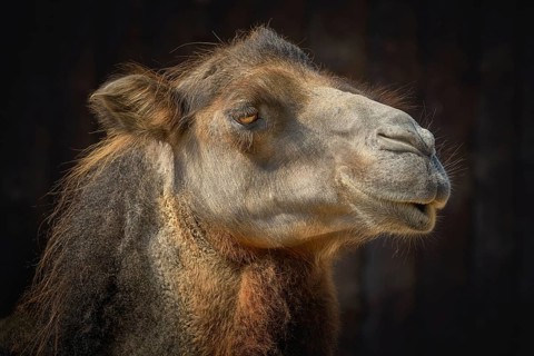 Portrait of Camel against the Dark Background Varna, Bulgaria, Europe
