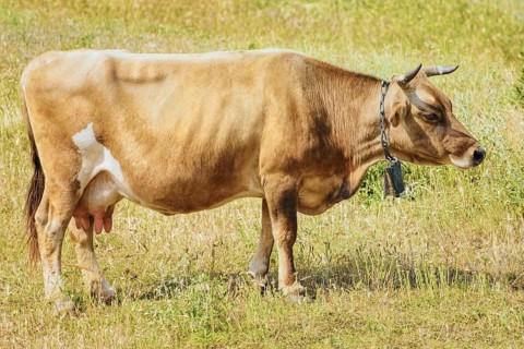 Brown Cow Wearing a Cowbell Bulgaria