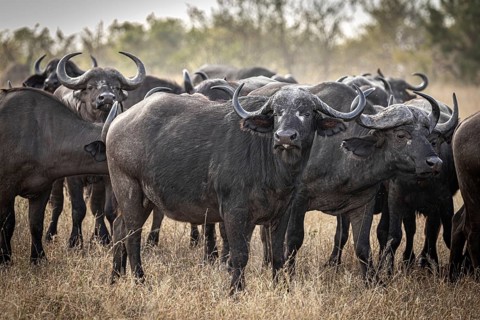 African buffalo (Syncerus caffer), Balule Plains, South Africa, Africa