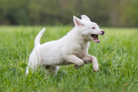 Collie-Labrador mix running in the grass