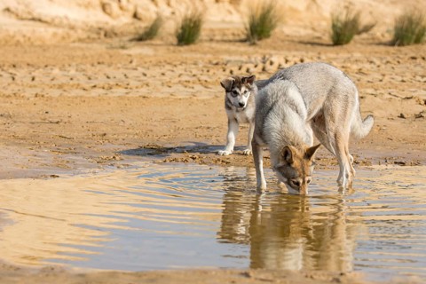 Tamaskan bitch with puppy at a waterhole