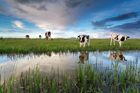 Cows on pasture by river over sunset sky