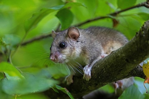 Dormouse (Glis glis), Animals, Mammals, Dormice, Nocturnal, Rodents, Baden-Württemberg, Federal