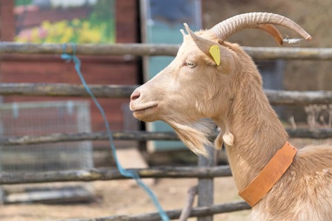 Detail of brown goat outdoor