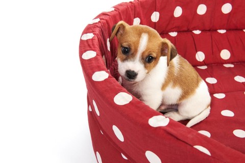 Red spotted empty pet bed with little Jack Russel puppy