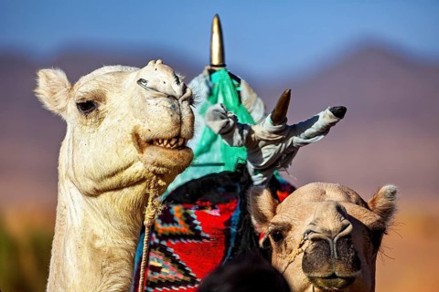 Close-up of two camels with traditional saddle and bright colours in the desert, Tuareg with his