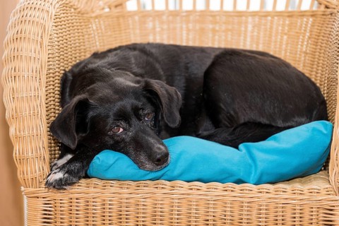 Dog relaxing on rattan furniture - black Labrador mixed-breed