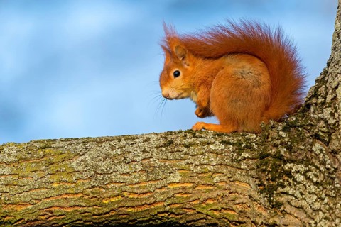 Squirrel, (Sciurus vulgaris vulgaris), animals, mammals, tree squirrel, family of squirrels,