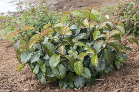 Viburnum SHINY DANCER, Anchers Havecenter, Grand Haven, Michigan, United States of America