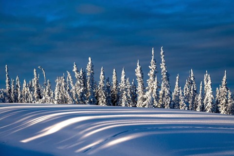 Snow-covered conifers under a clear blue sky with long shadows, Yukon, Canada, North America