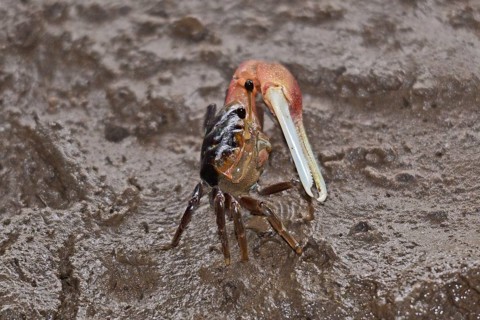 Fiddler crab (Decapoda)