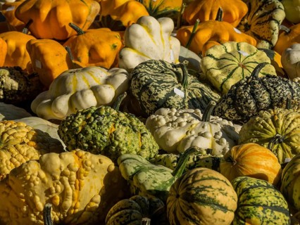 A variety of pumpkins in different colours and shapes, placed together in the picture, borken,