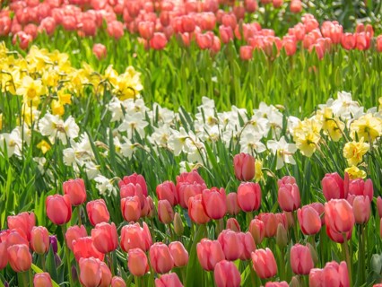 Blooming pink tulips and wild daffodils in a green garden in spring, amsterdam, the netherlands