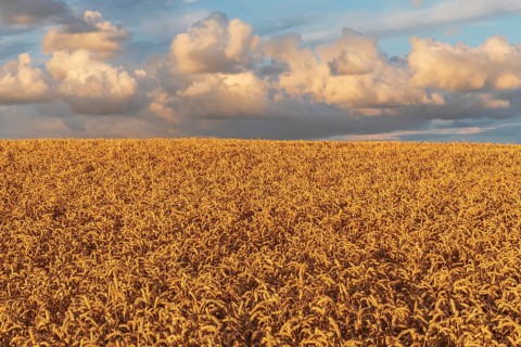 Wheat field in the evening light with clouds in Schleswig-Holstein Wheat field at sunset with