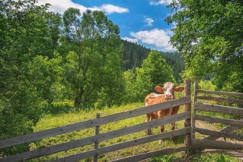 Summer landscape with a curious cow, behind an old wooden fence, surrounded by green nature, and