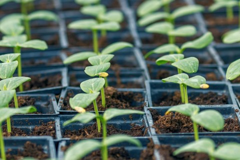 Cucumber Sprouts Greenhouse, Potted Cucumber. Sprouted Cucumber. Spring Seedlings