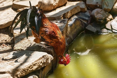 Rooster drinks water from the pond Sinaia, Romania, Europe