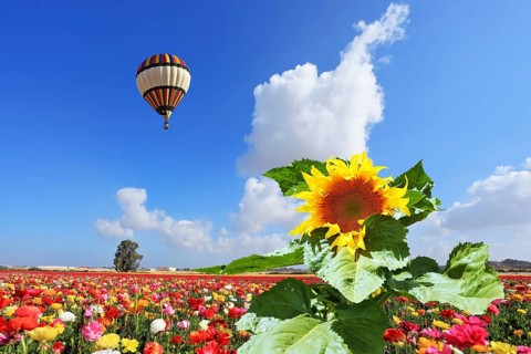The huge multi-colored balloon flies in the cloudy sky over the kibbutz field. The field is sowed