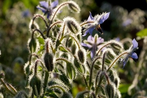 Borage plants with blue flowers and hairy stems backlit by the sun. Landscape format. Borage plants