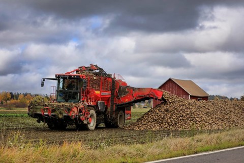 Farmer unloads harvested sugar beet off Holmer Terra Dos T3 beet harvester tank onto a heap on the