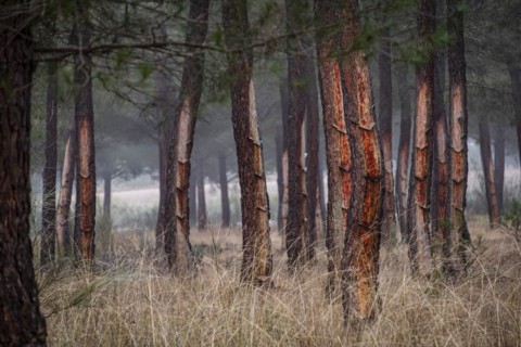 Resin extraction in a Pinus pinaster forest, Montes de Coca, Segovia, Spain, Europe