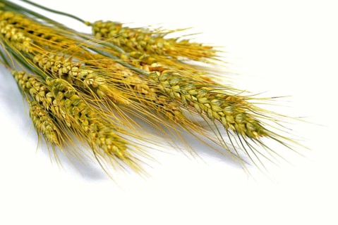 Ripe wheat isolated on white. Close up ears