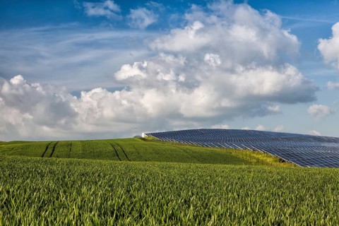 Silicon solar energy panels on green corn field