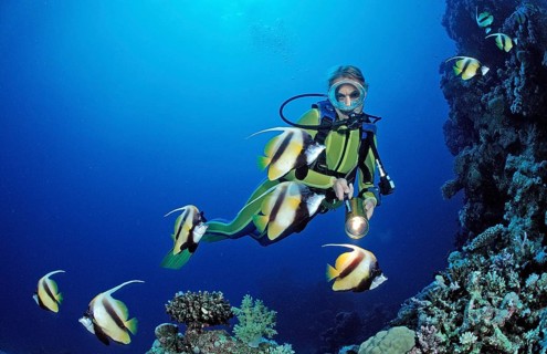 Diver and bannerfish, Red Sea bannerfish, Heniochus intermedius, Egypt, Sha'ab Marksur, Red Sea,