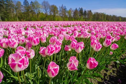 Beautiful blooming pink tulip field in the netherlands