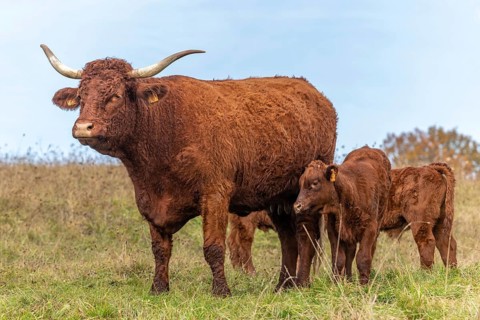 Salers cow taking care of her calf. Vosges, France, Europe