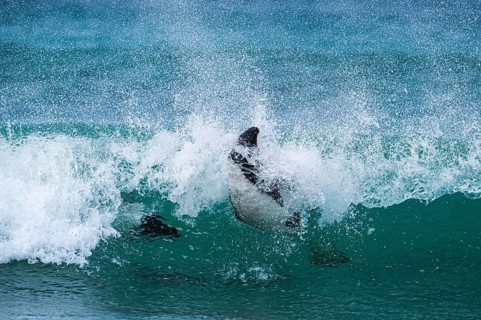 Commerson's dolphins (Cephalorhynchus commersonii), also known as Jacobita or Tonina, surfing in a